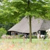 Gastenverblijven De Hoevens