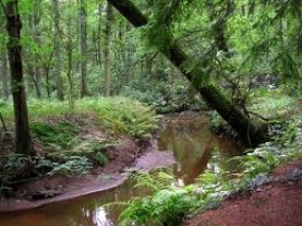 wandelroute-langs-de-roovertsche-leij